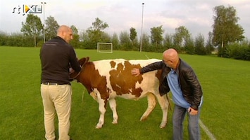 Leven Als Een Prof Koe op veld? Jaap Stam helpt!