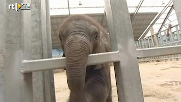 RTL Nieuws Reageerbuisolifantje geboren in Franse dierentuin