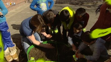 Green-kids Schoolitem: moestuin aanleggen