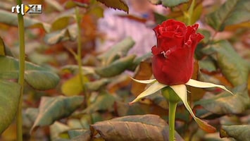 RTL Nieuws Bloemenindustrie in zwaar weer door recessie