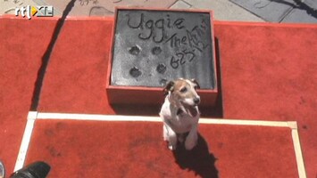 RTL Nieuws Hondje uit 'The Artist' heeft zijn pootafdruk in Hollywood