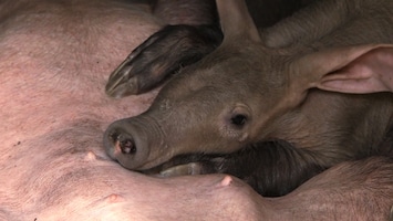 Burgers' Zoo Natuurlijk - Het Aardvarken