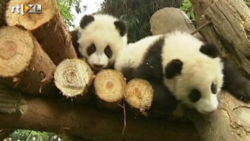 RTL Nieuws Babypanda's zetten hun eerste stapjes buiten