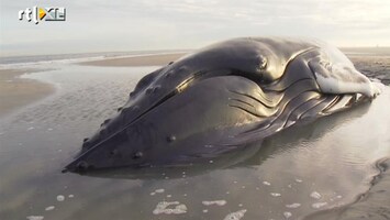 RTL Z Nieuws Bultrug strandt op zandplaat Texel: de beelden