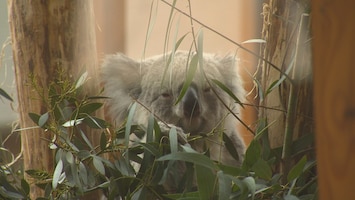 Voor het eerst in Nederland, koala's: 'Eindelijk zover'