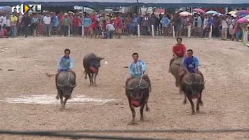 RTL Nieuws Racen op buffels tijdens buffelfestival
