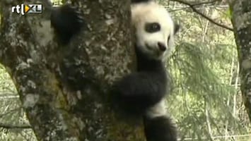 RTL Nieuws Panda Tao Tao moet nog een keer verhuizen