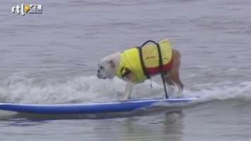 RTL Nieuws Surfwedstrijd voor honden