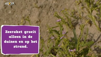 Green-kids - De Zandmotor