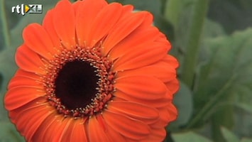 Eigen Huis & Tuin Zomerse Gerbera