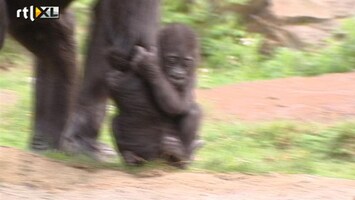 RTL Nieuws Gorillababy Apenheul overleden