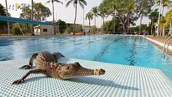 RTL Nieuws Krokodil in het zwembad