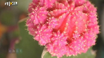 Eigen Huis & Tuin Cactus