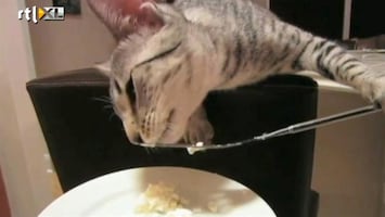 Editie NL Kat eet met mes en vork