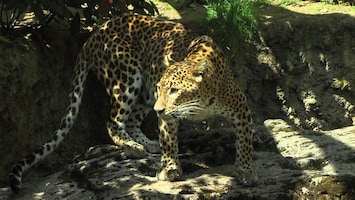 Burgers' Zoo Natuurlijk De Sri Lankaanse panter