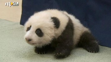 Editie NL Baby-panda zet 1e stapjes!