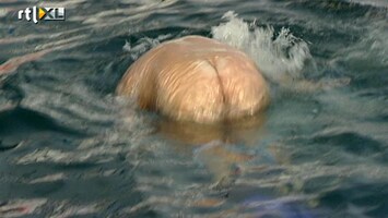 In Love With Sterretje 'De witte walrus'
