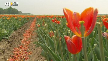 RTL Nieuws Noordoostpolder: onze Chinese muur