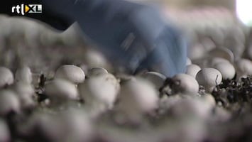 RTL Z Nieuws Asscher wil dat we bij AH geen champignons meer kopen