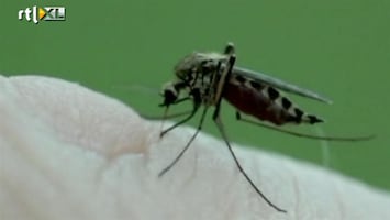 RTL Nieuws Muggen negeren steeds meer DEET