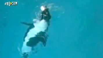 RTL Nieuws Orka SeaWorld valt trainer aan