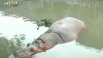 RTL Nieuws Nijlpaard ontsnapt dankzij tyfoon