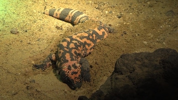 Burgers' Zoo Natuurlijk - Het Gilamonster