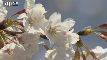 RTL Nieuws Japan beleeft een vroege lentebloesem