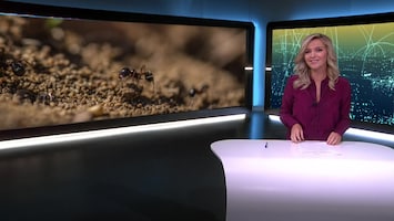 RTL Nieuws 18:00 uur