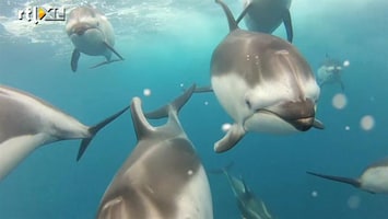 Editie NL Dolfijnen van dichtbij gefilmd