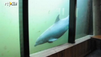 Editie NL Uniek beeld! live bevalling dolfijn