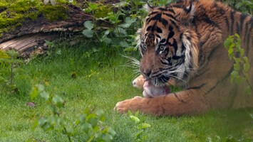 Burgers' Zoo Natuurlijk De Sumatraanse tijger (1)