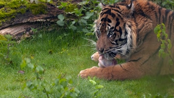 Burgers' Zoo Natuurlijk - De Sumatraanse Tijger (1)