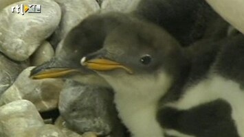 RTL Nieuws Geboortegolf bij pinguïns