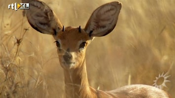 RTL Boulevard De nieuwe natuurserie 'Africa'