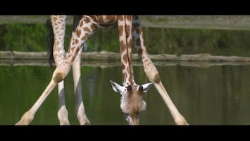 Burgers' Zoo Natuurlijk Rothschildgiraffen