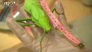 RTL Nieuws Klusje: 19.000 dieren op de weegschaal