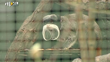 RTL Nieuws Zeldzame aapjes gestolen uit dierenpark Wissel