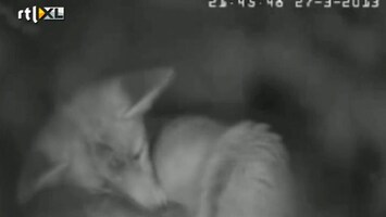 RTL Nieuws Geboorte vosjes vastgelegd met webcam