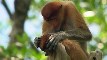 Wild Indonesia Islands of monsters