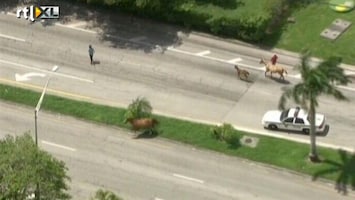 RTL Nieuws Stampede op de snelweg in de spits