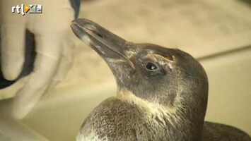 RTL Nieuws Honderden dode pinguïns aangespoeld