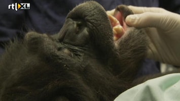 RTL Nieuws Chimpansee gered na 20 jaar in kooi