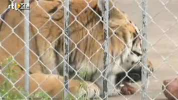 RTL Nieuws Echte tijger als mascotte verboden