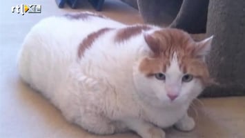 RTL Nieuws Extreem dikke kat bezwijkt onder gewicht