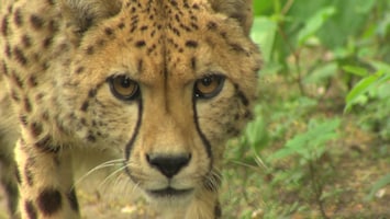 Burgers' Zoo Natuurlijk De cheeta