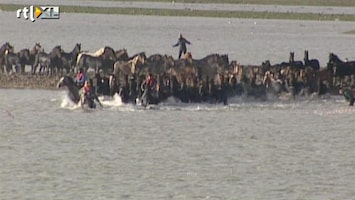 RTL Nieuws Reddingsactie van paarden in Marrum (2006)