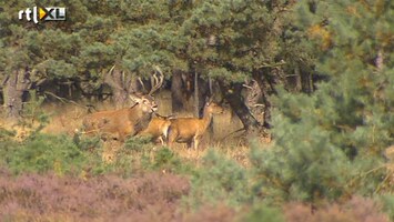 RTL Z Nieuws Gelderland schiet edelharten af