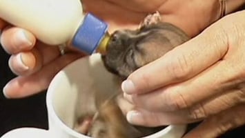 RTL Nieuws Is dit de kleinste pup ter wereld?
