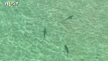 RTL Nieuws Duizenden haaien voor kust Florida